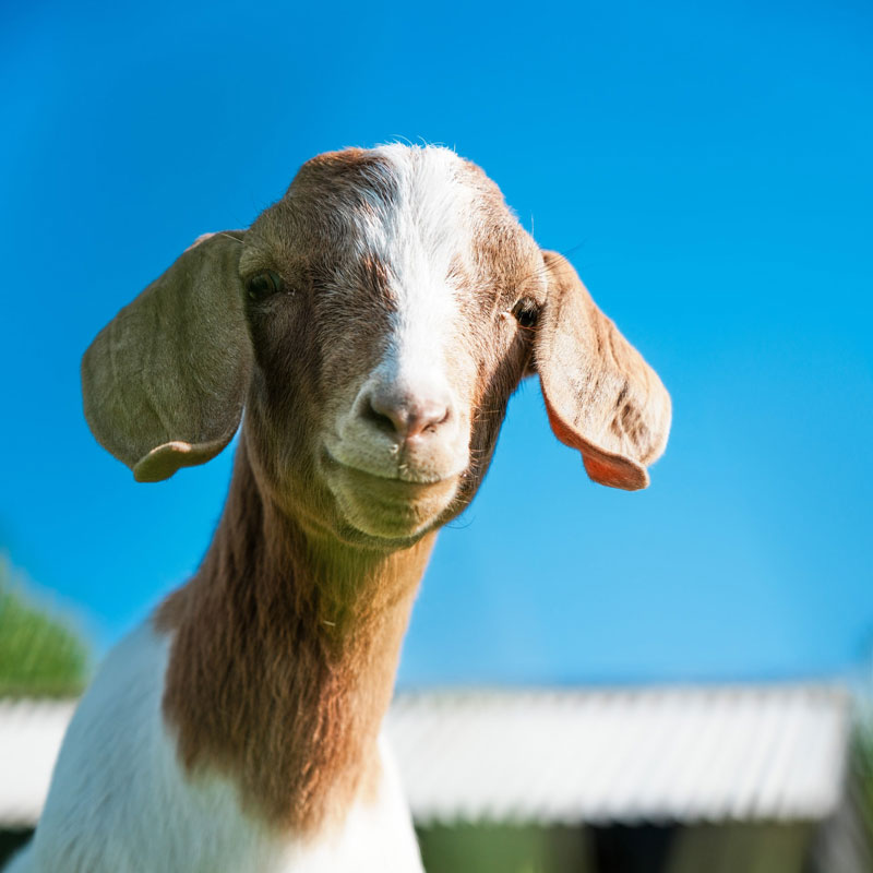 macdonalds farm day visit goat